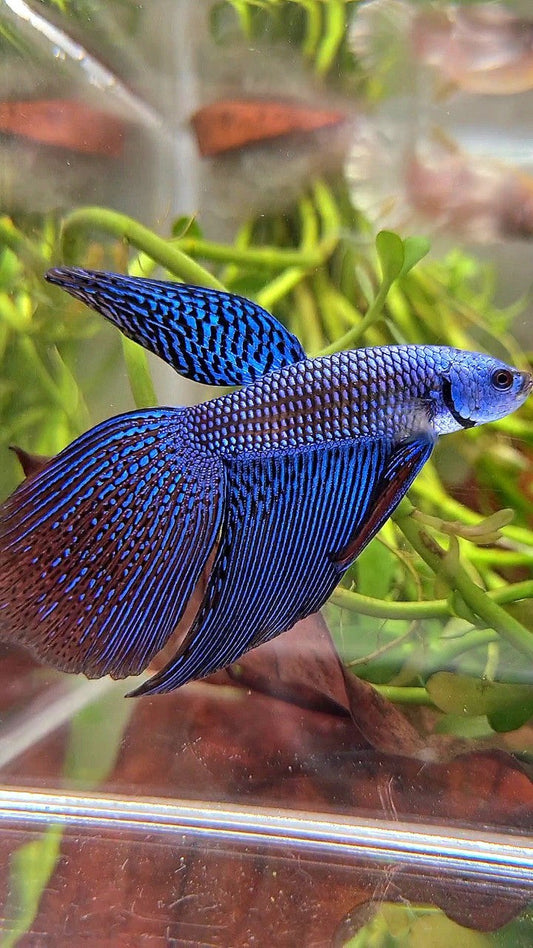 LONGFIN DELTA TAIL BLUE ALIEN HYBRID WILD BETTA FISH