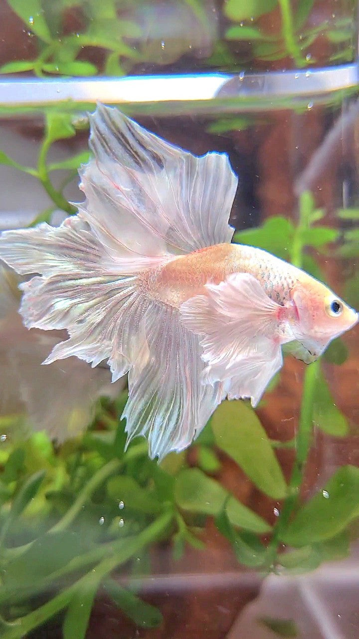 BONSAI HALFMOON DUMBO EAR WHITE PLATINUM BETTA FISH