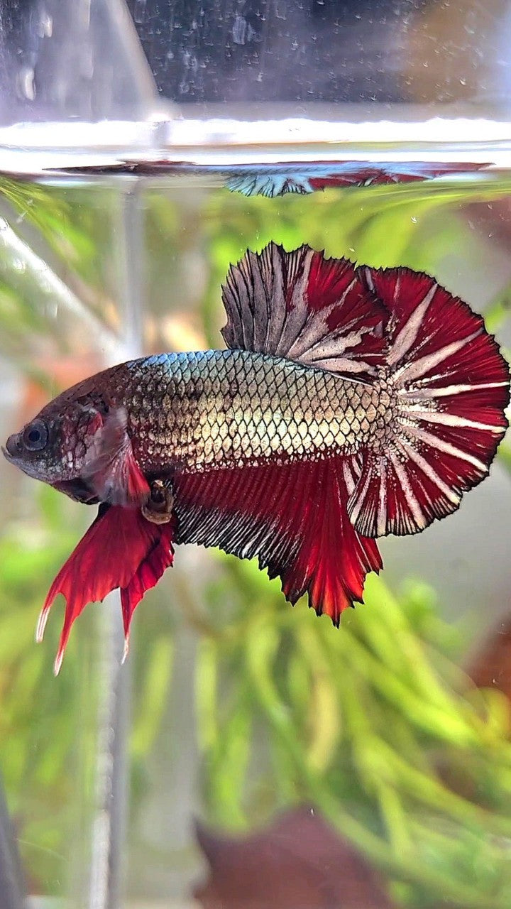 PLAKAT COPPER STARTAIL RED BETTA FISH