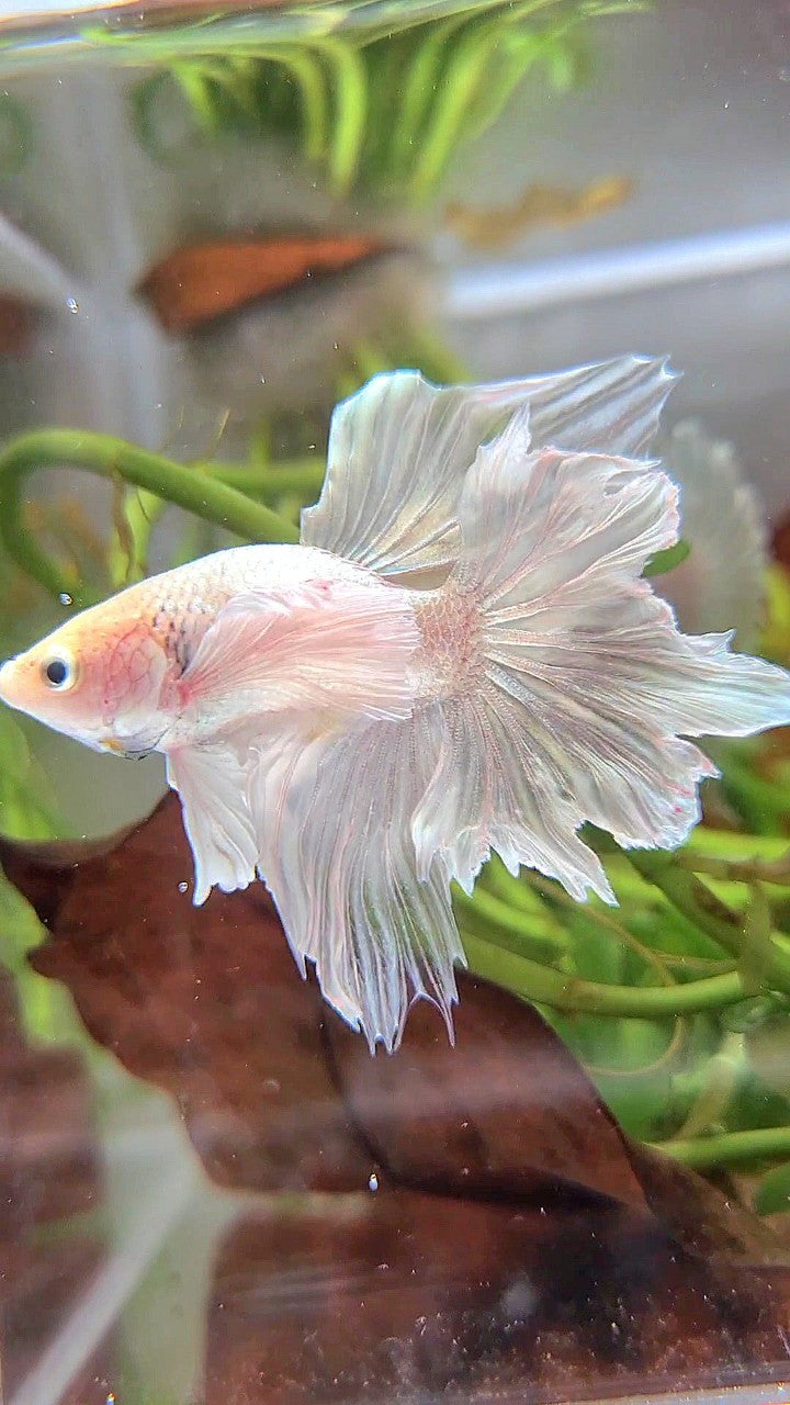 BONSAI HALFMOON DUMBO EAR WHITE PLATINUM BETTA FISH