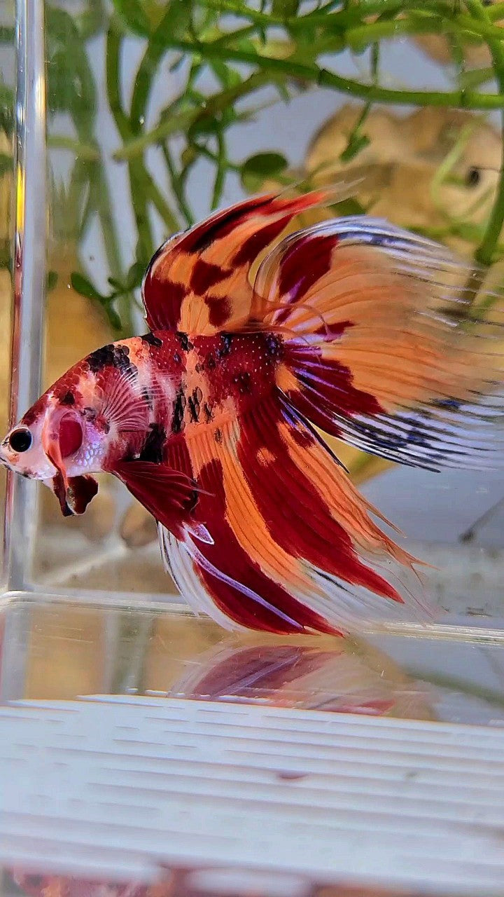 XL VEILTAIL ORANGE NEMO LEOPARD CLASSIC MULTICOLOR BETTA FISH