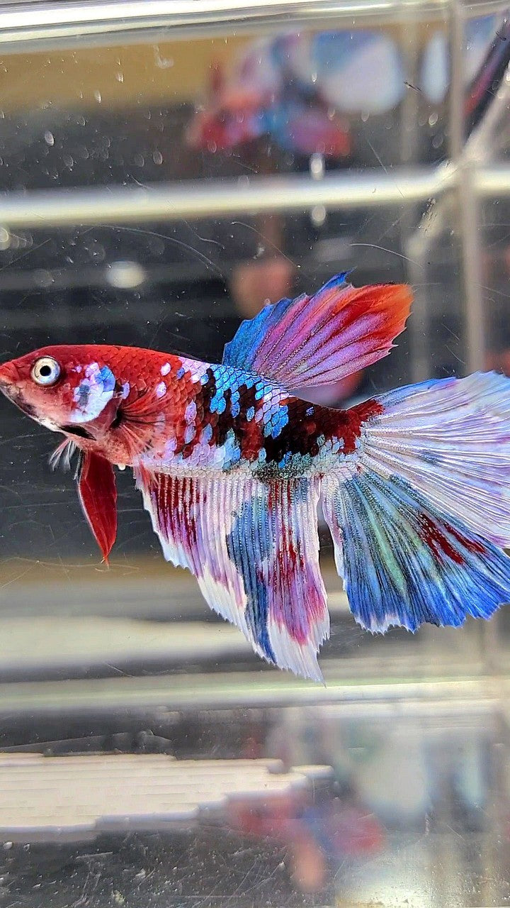 XXL FEMALE HALFMOON OVERTAIL RED GALAXY BARONGSAI MULTICOLOR BETTA FISH
