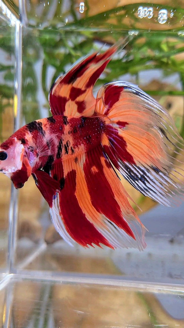 XL VEILTAIL ORANGE NEMO LEOPARD CLASSIC MULTICOLOR BETTA FISH