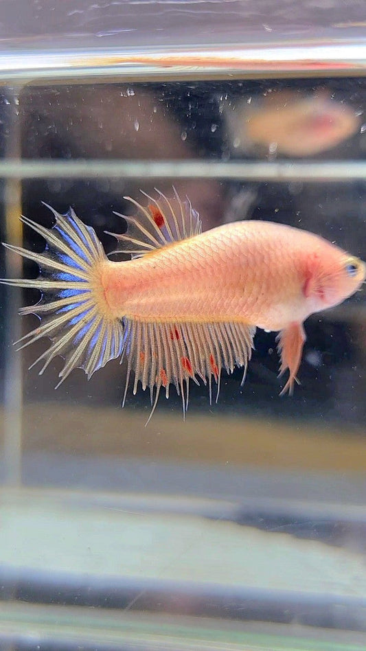 FEMALE CROWNTAIL ARMAGEDDON BETTA FISH
