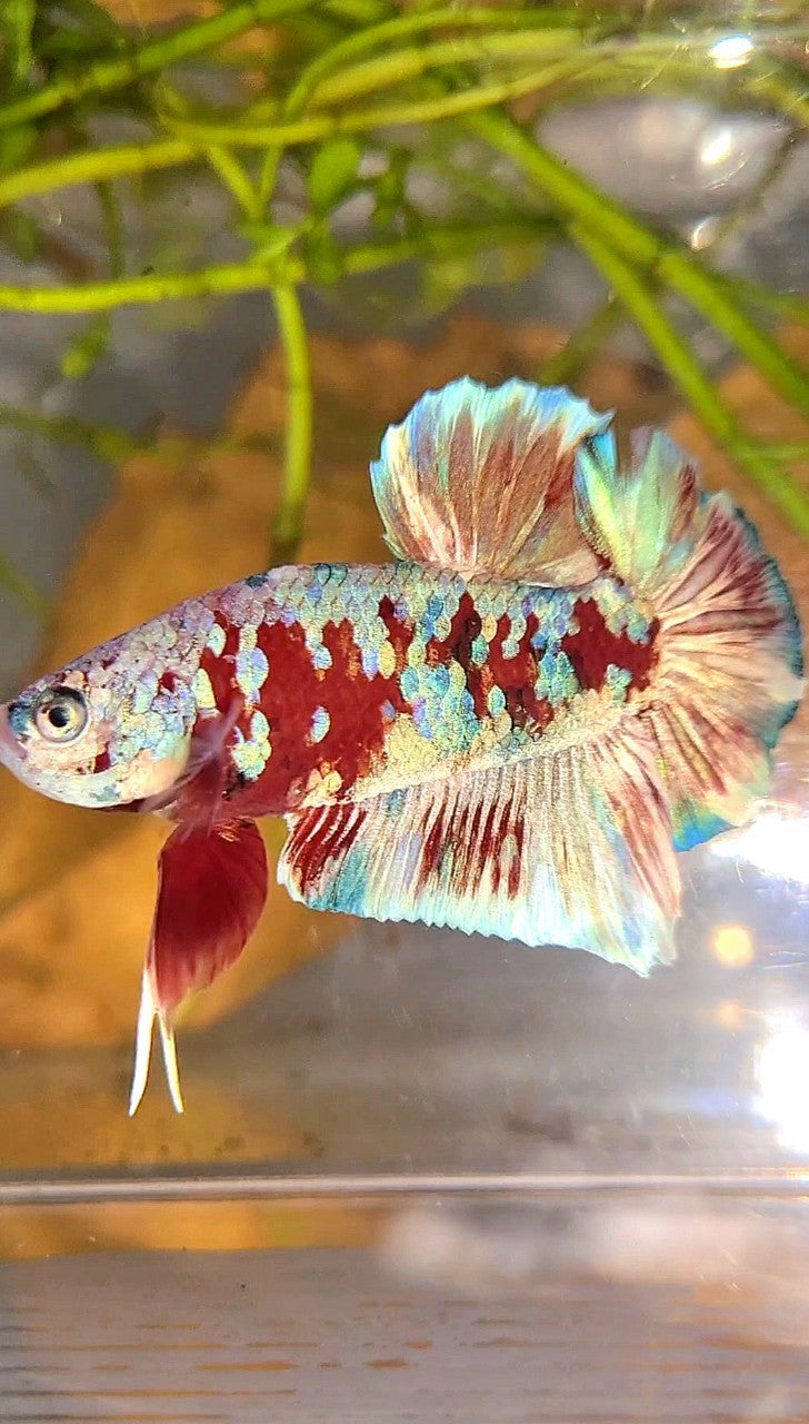 XL PLAKAT BARONGSAI RED WHITE GALAXY MULTICOLOR BETTA FISH