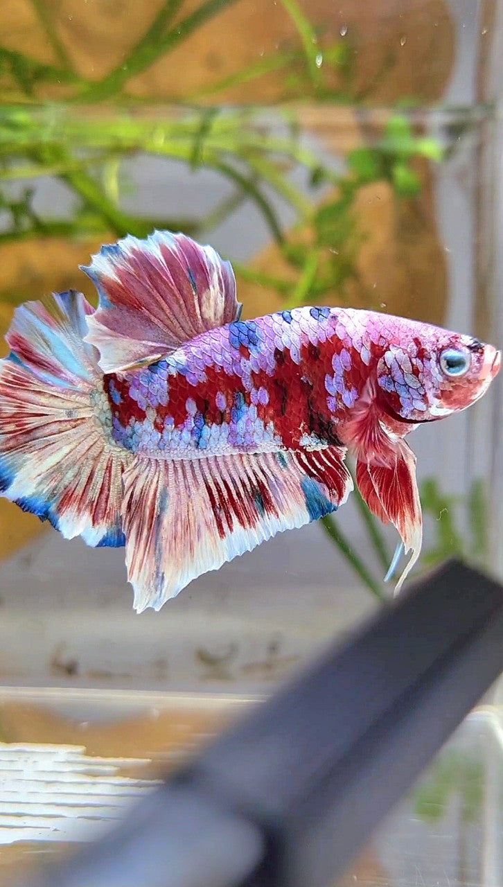XL PLAKAT BARONGSAI RED WHITE GALAXY MULTICOLOR BETTA FISH