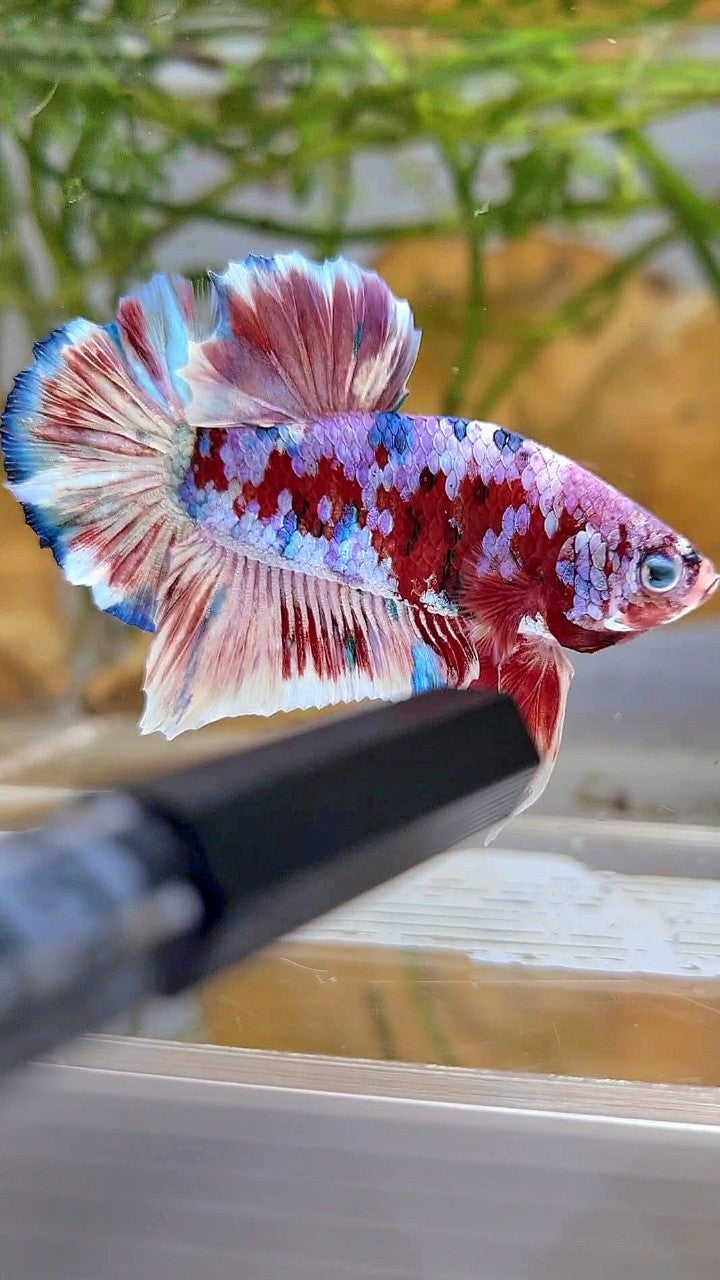 XL PLAKAT BARONGSAI RED WHITE GALAXY MULTICOLOR BETTA FISH