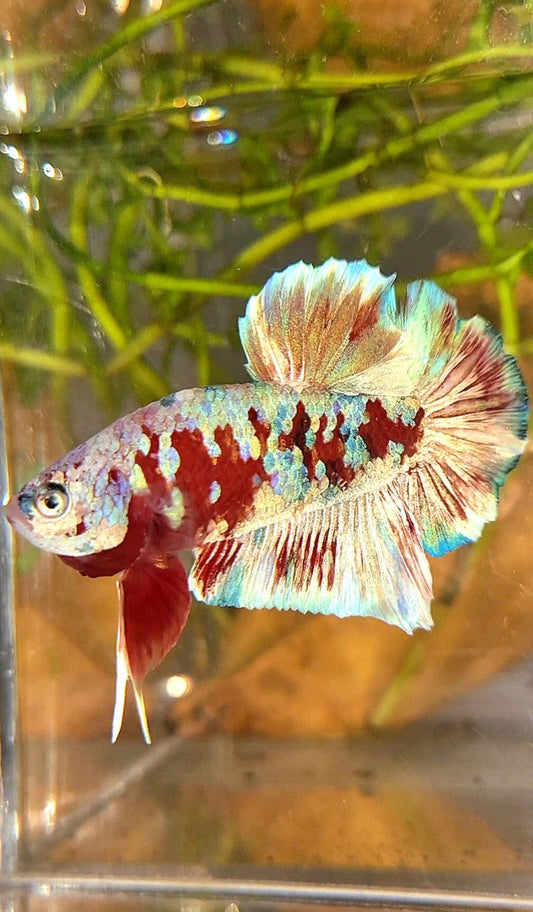 XL PLAKAT BARONGSAI RED WHITE GALAXY MULTICOLOR BETTA FISH