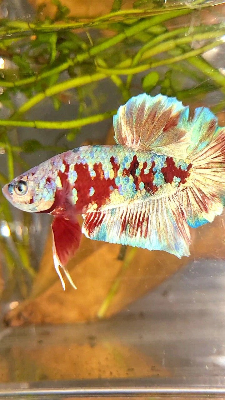 XL PLAKAT BARONGSAI RED WHITE GALAXY MULTICOLOR BETTA FISH
