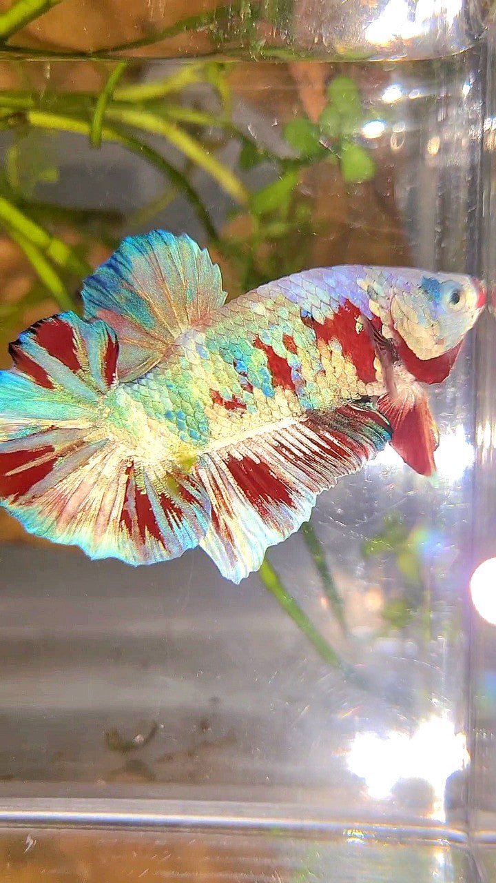 XL PLAKAT BIG EAR RAINBOW WHITE GALAXY MULTICOLOR BARONGSAI  BETTA FISH