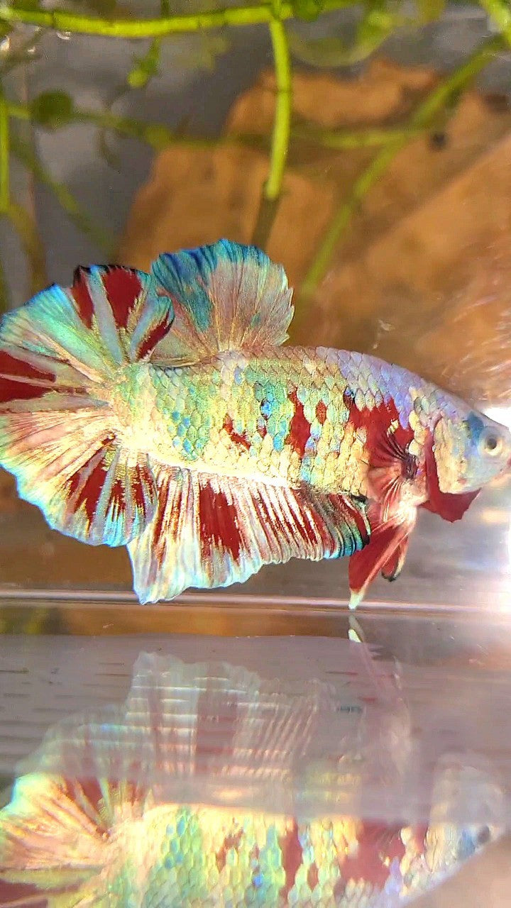 XL PLAKAT BIG EAR RAINBOW WHITE GALAXY MULTICOLOR BARONGSAI  BETTA FISH