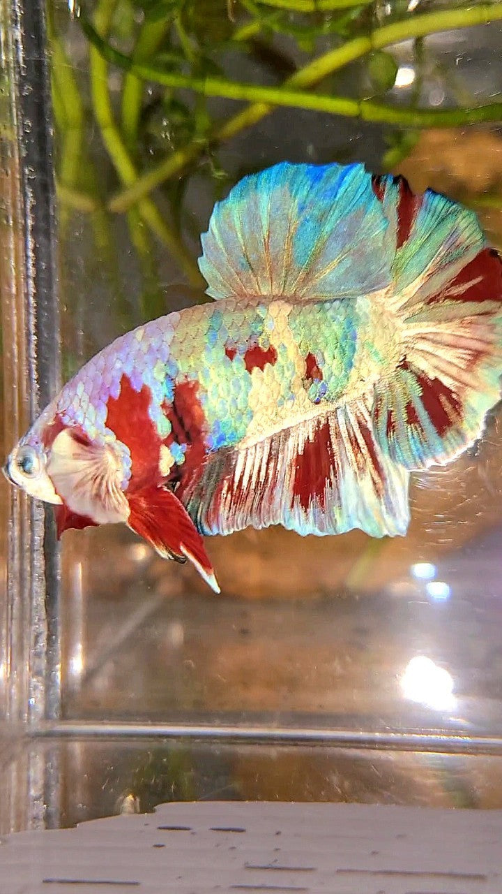 XL PLAKAT BIG EAR RAINBOW WHITE GALAXY MULTICOLOR BARONGSAI  BETTA FISH