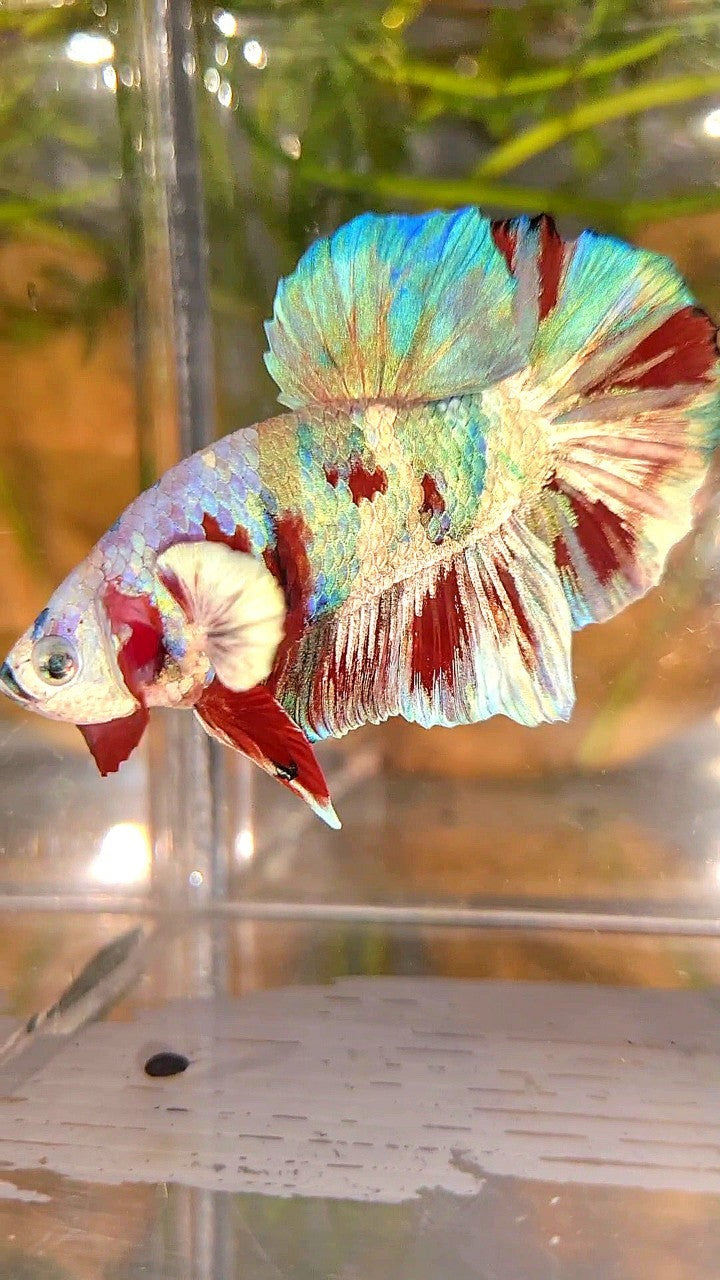 XL PLAKAT BIG EAR RAINBOW WHITE GALAXY MULTICOLOR BARONGSAI  BETTA FISH