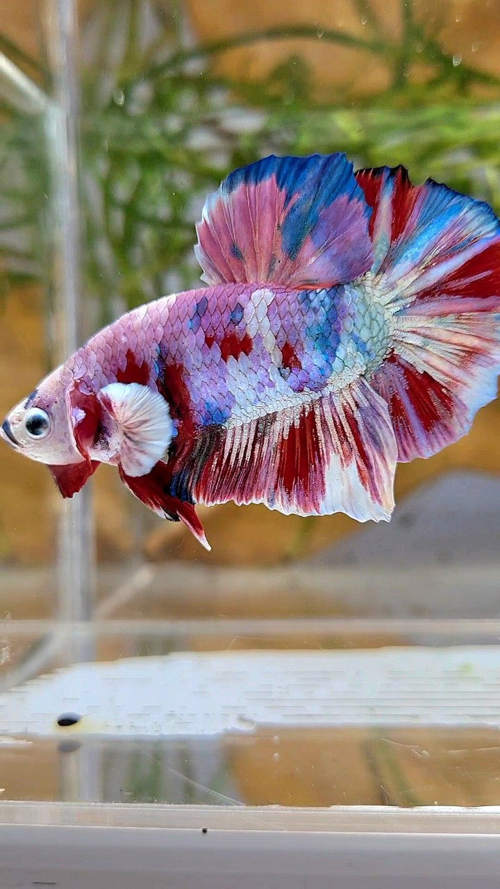 XL PLAKAT BIG EAR RAINBOW WHITE GALAXY MULTICOLOR BARONGSAI  BETTA FISH