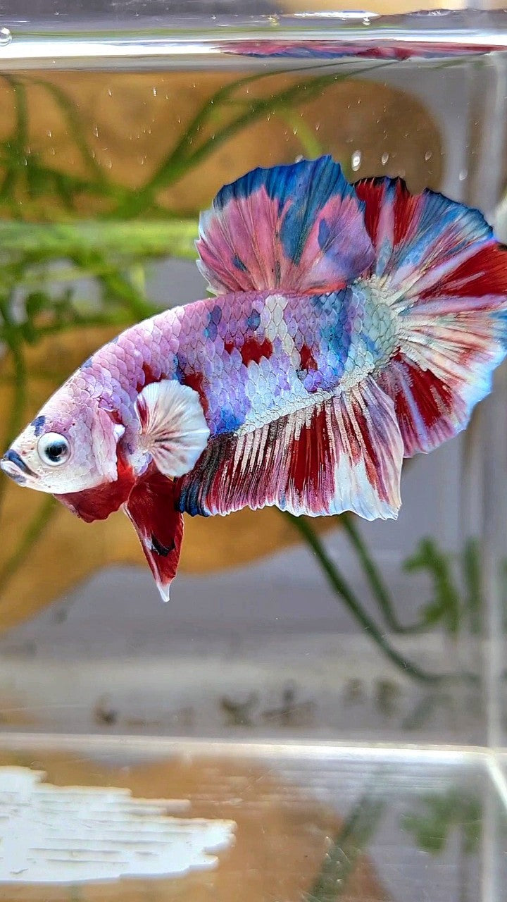 XL PLAKAT BIG EAR RAINBOW WHITE GALAXY MULTICOLOR BARONGSAI  BETTA FISH
