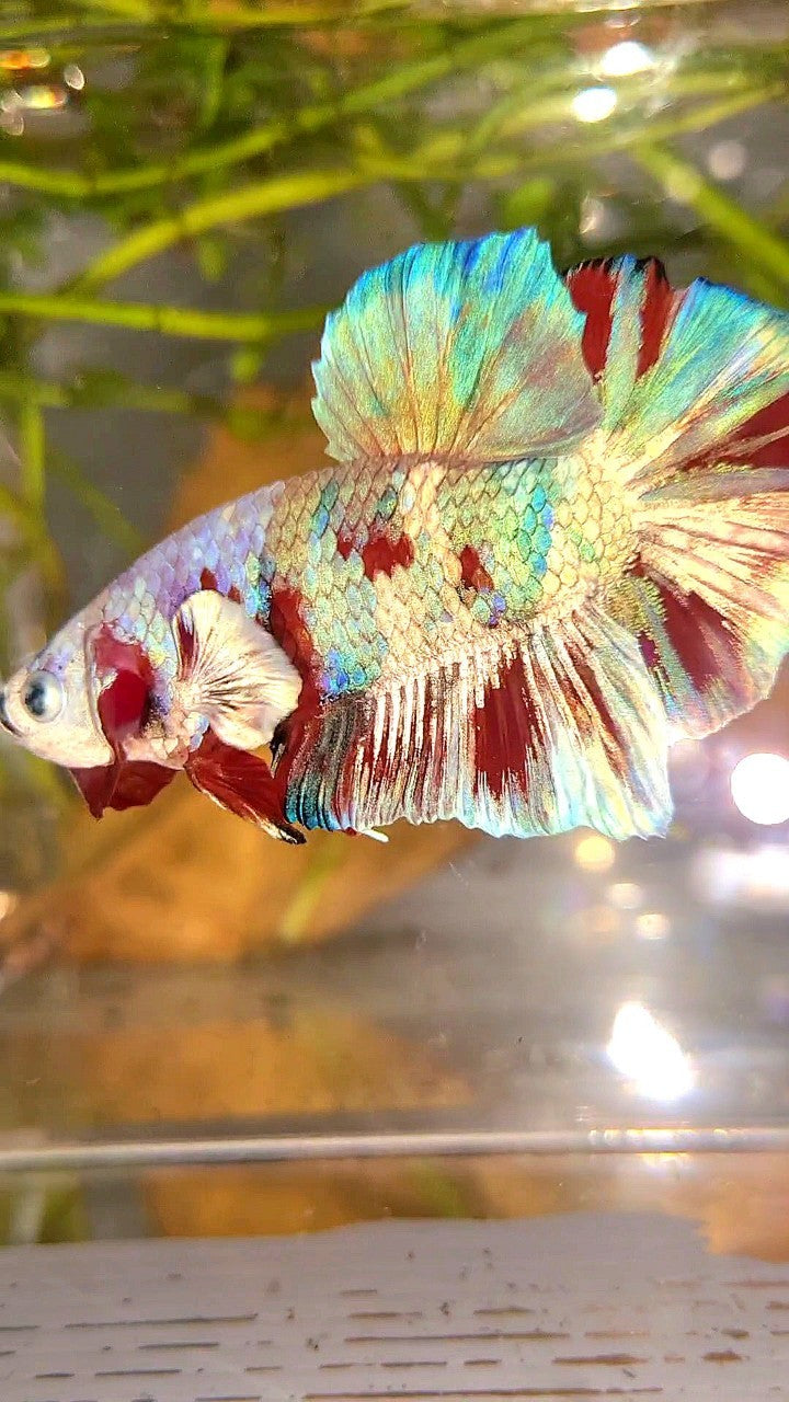 XL PLAKAT BIG EAR RAINBOW WHITE GALAXY MULTICOLOR BARONGSAI  BETTA FISH