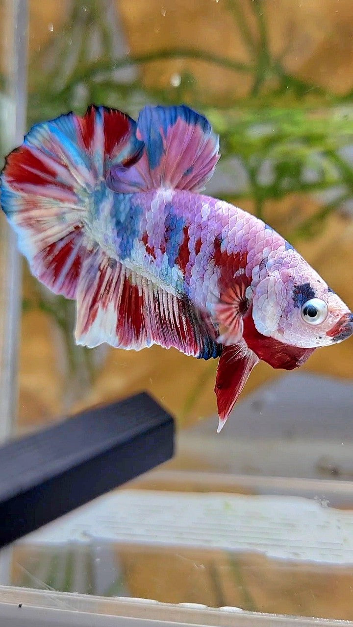 XL PLAKAT BIG EAR RAINBOW WHITE GALAXY MULTICOLOR BARONGSAI  BETTA FISH