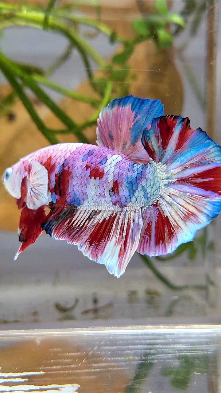 XL PLAKAT BIG EAR RAINBOW WHITE GALAXY MULTICOLOR BARONGSAI  BETTA FISH