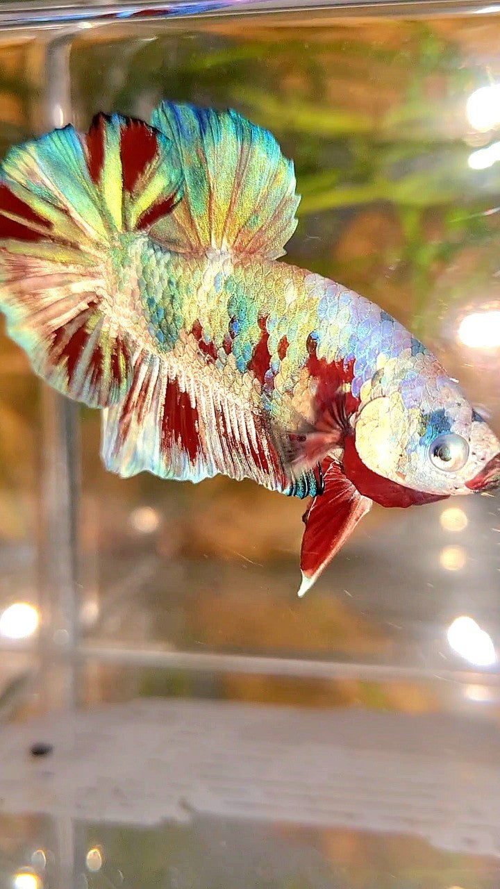 XL PLAKAT BIG EAR RAINBOW WHITE GALAXY MULTICOLOR BARONGSAI  BETTA FISH