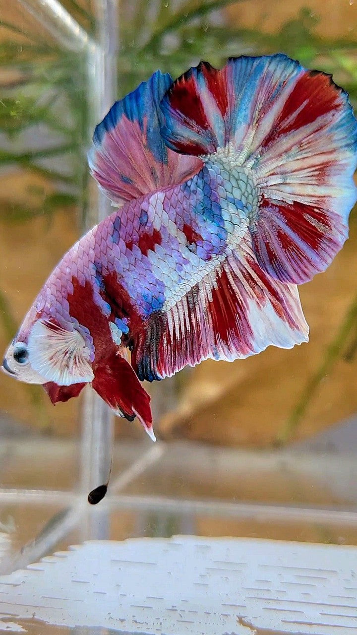 XL PLAKAT BIG EAR RAINBOW WHITE GALAXY MULTICOLOR BARONGSAI  BETTA FISH