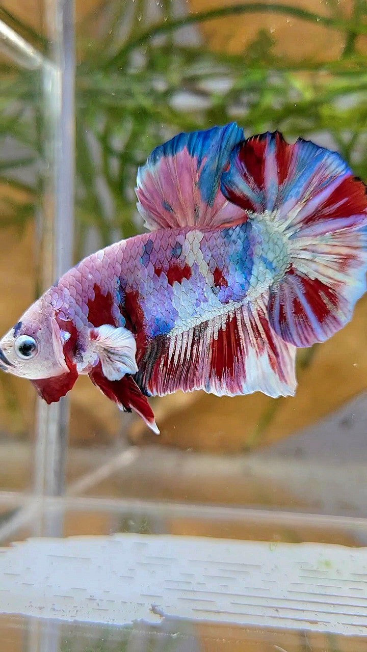 XL PLAKAT BIG EAR RAINBOW WHITE GALAXY MULTICOLOR BARONGSAI  BETTA FISH