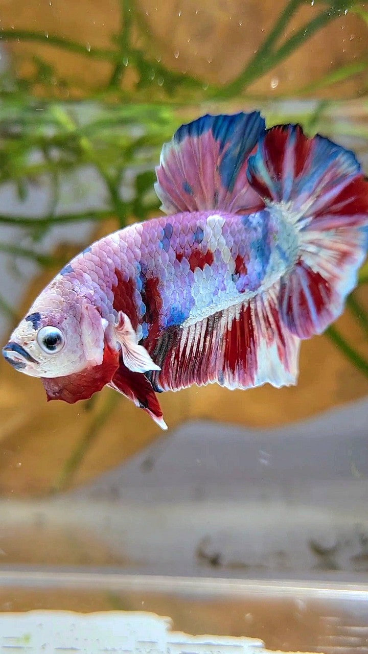 XL PLAKAT BIG EAR RAINBOW WHITE GALAXY MULTICOLOR BARONGSAI  BETTA FISH