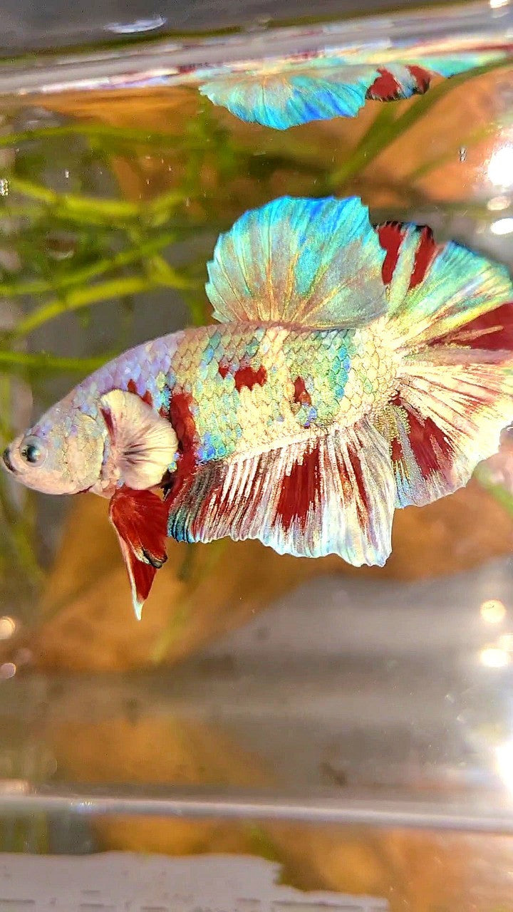 XL PLAKAT BIG EAR RAINBOW WHITE GALAXY MULTICOLOR BARONGSAI  BETTA FISH