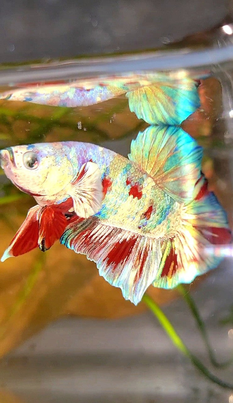 XL PLAKAT BIG EAR RAINBOW WHITE GALAXY MULTICOLOR BARONGSAI  BETTA FISH