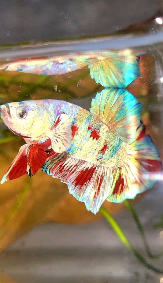 XL PLAKAT BIG EAR RAINBOW WHITE GALAXY MULTICOLOR BARONGSAI  BETTA FISH