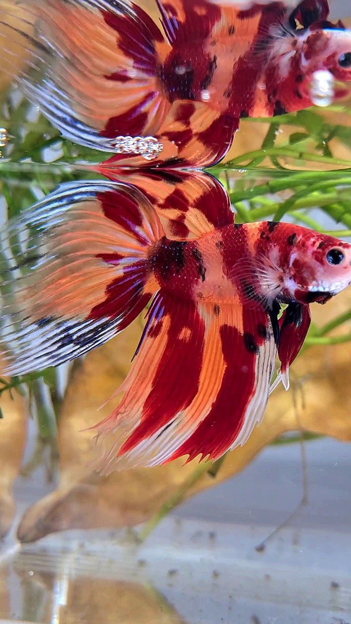 XL VEILTAIL ORANGE NEMO LEOPARD CLASSIC MULTICOLOR BETTA FISH