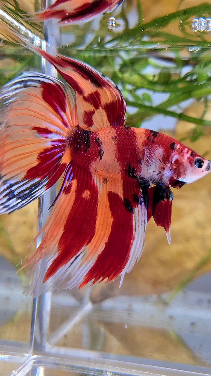 XL VEILTAIL ORANGE NEMO LEOPARD CLASSIC MULTICOLOR BETTA FISH