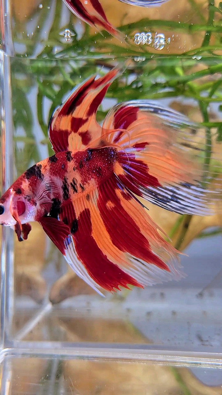 XL VEILTAIL ORANGE NEMO LEOPARD CLASSIC MULTICOLOR BETTA FISH