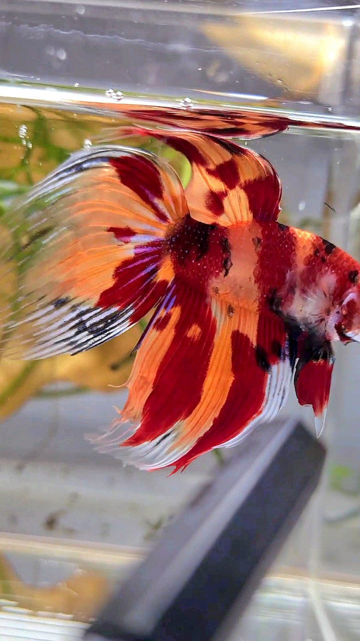 XL VEILTAIL ORANGE NEMO LEOPARD CLASSIC MULTICOLOR BETTA FISH