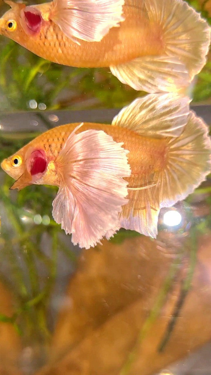 PLAKAT SUPER DUMBO EAR SUPER GOLD BETTA FISH