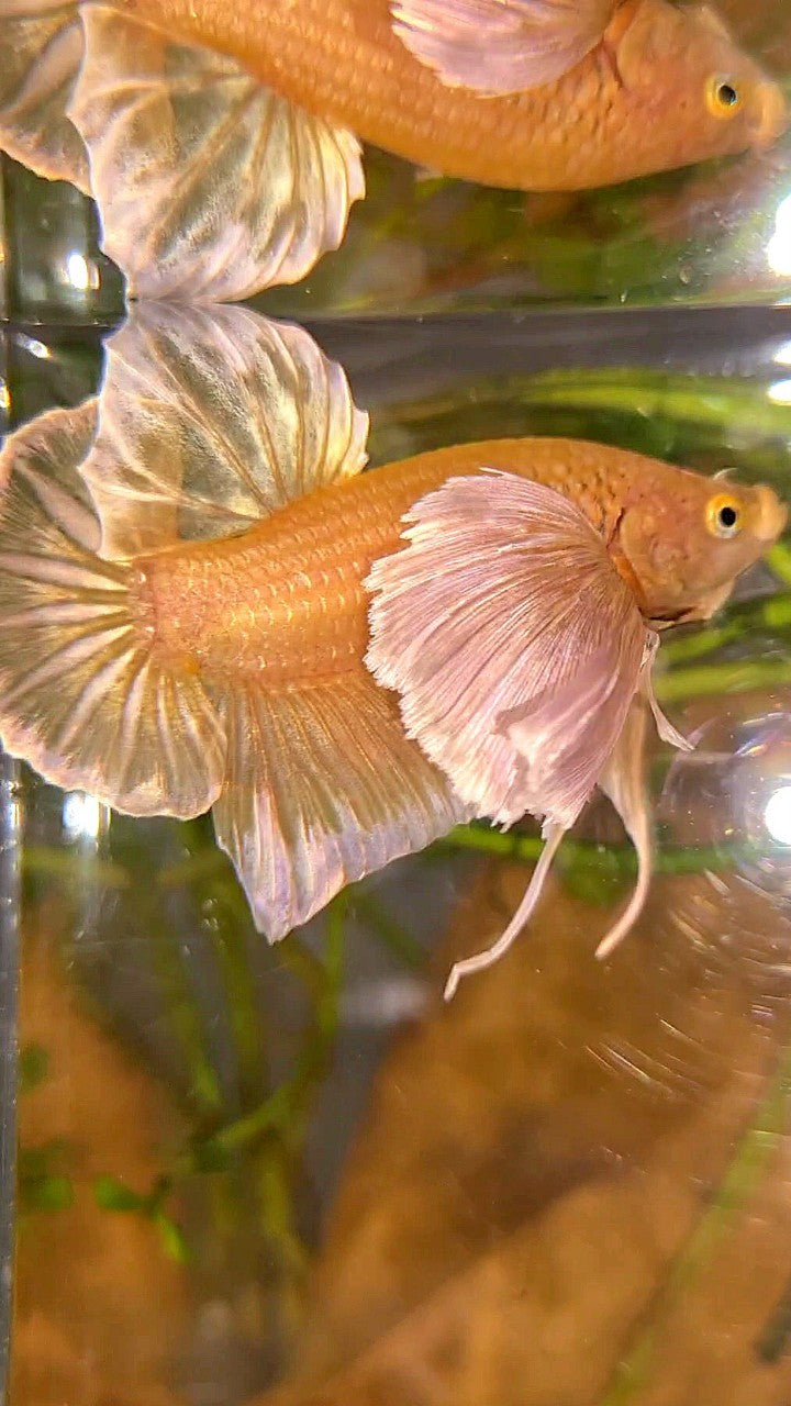 PLAKAT SUPER DUMBO EAR SUPER GOLD BETTA FISH