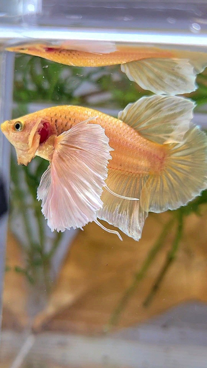 PLAKAT SUPER DUMBO EAR SUPER GOLD BETTA FISH