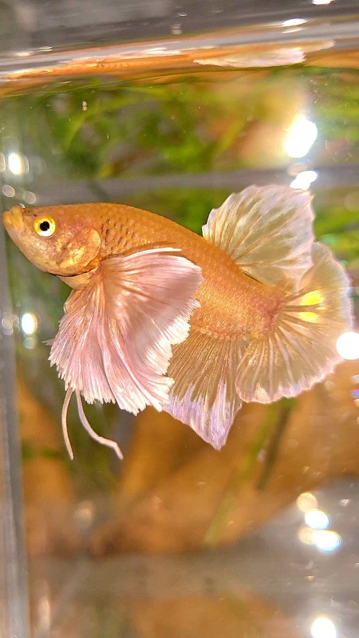 PLAKAT SUPER DUMBO EAR SUPER GOLD BETTA FISH