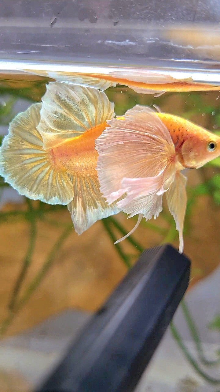 PLAKAT SUPER DUMBO EAR SUPER GOLD BETTA FISH