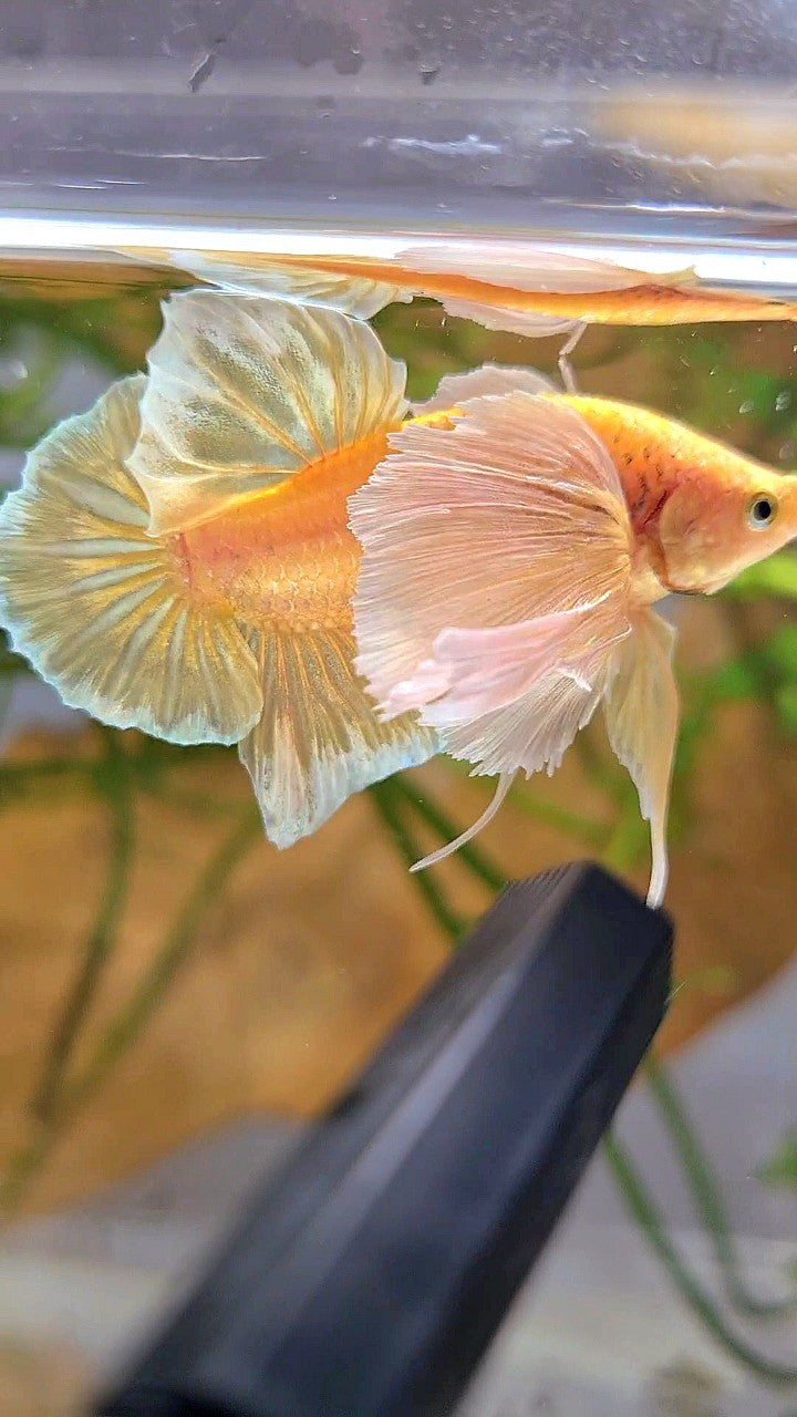 PLAKAT SUPER DUMBO EAR SUPER GOLD BETTA FISH