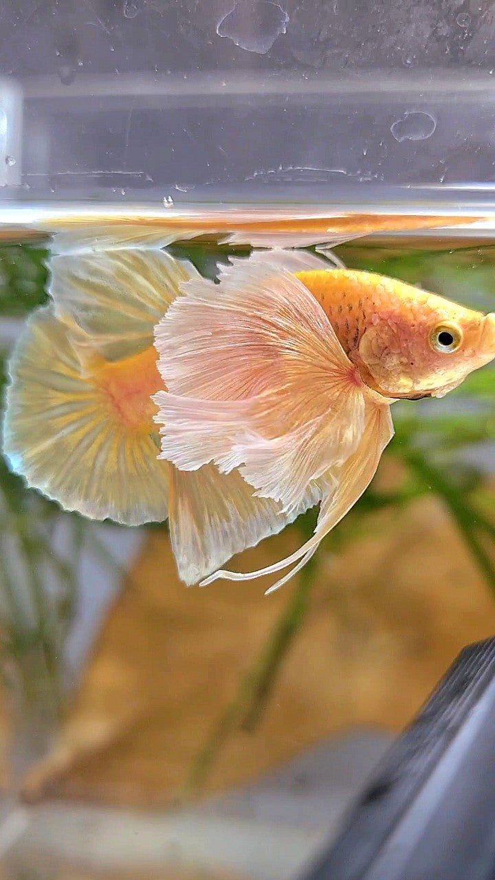 PLAKAT SUPER DUMBO EAR SUPER GOLD BETTA FISH