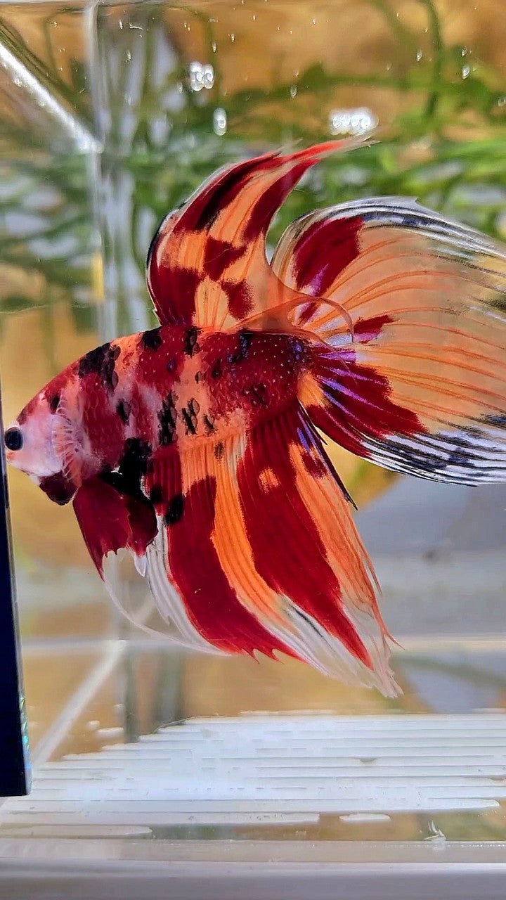 XL VEILTAIL ORANGE NEMO LEOPARD CLASSIC MULTICOLOR BETTA FISH