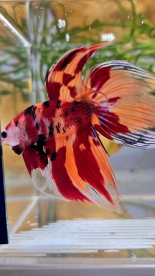 XL VEILTAIL ORANGE NEMO LEOPARD CLASSIC MULTICOLOR BETTA FISH
