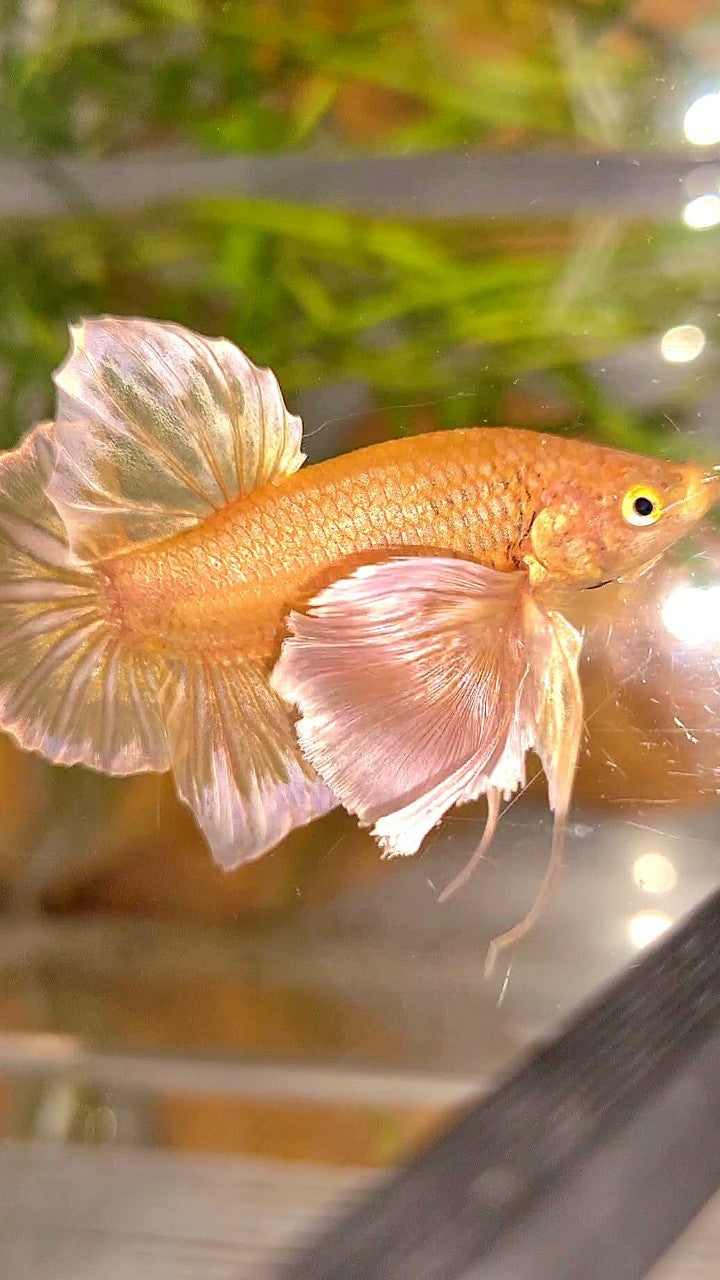 PLAKAT SUPER DUMBO EAR SUPER GOLD BETTA FISH