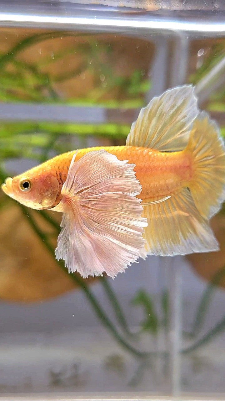 PLAKAT SUPER DUMBO EAR SUPER GOLD BETTA FISH