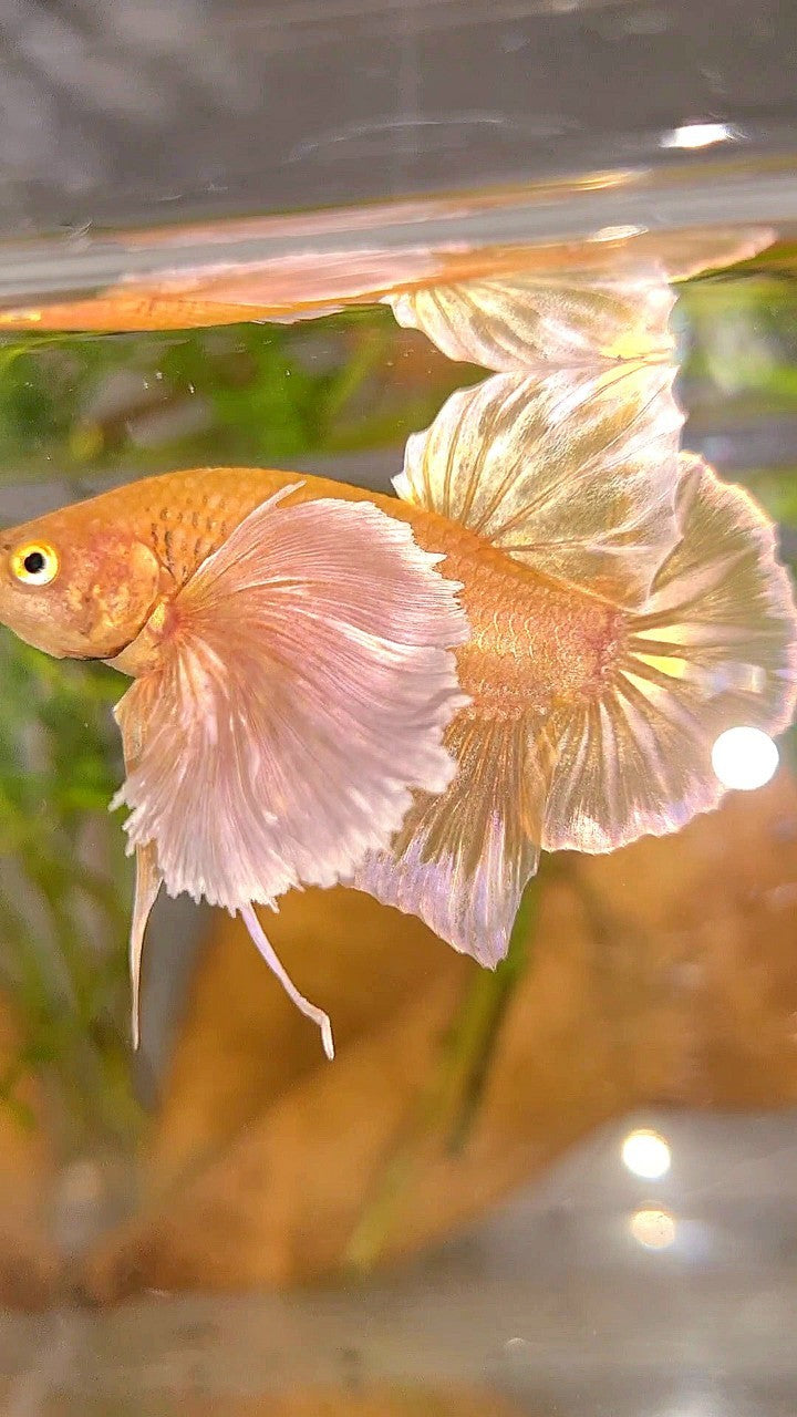PLAKAT SUPER DUMBO EAR SUPER GOLD BETTA FISH