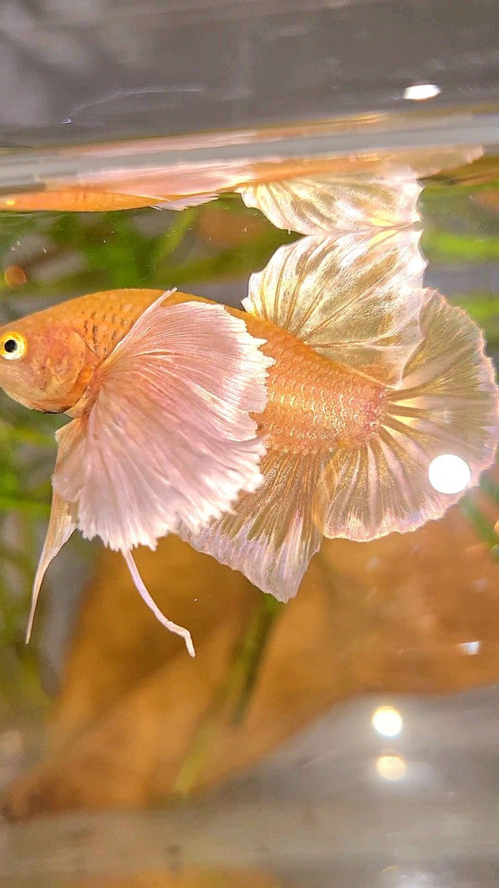 PLAKAT SUPER DUMBO EAR SUPER GOLD BETTA FISH