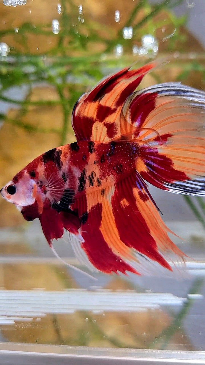 XL VEILTAIL ORANGE NEMO LEOPARD CLASSIC MULTICOLOR BETTA FISH