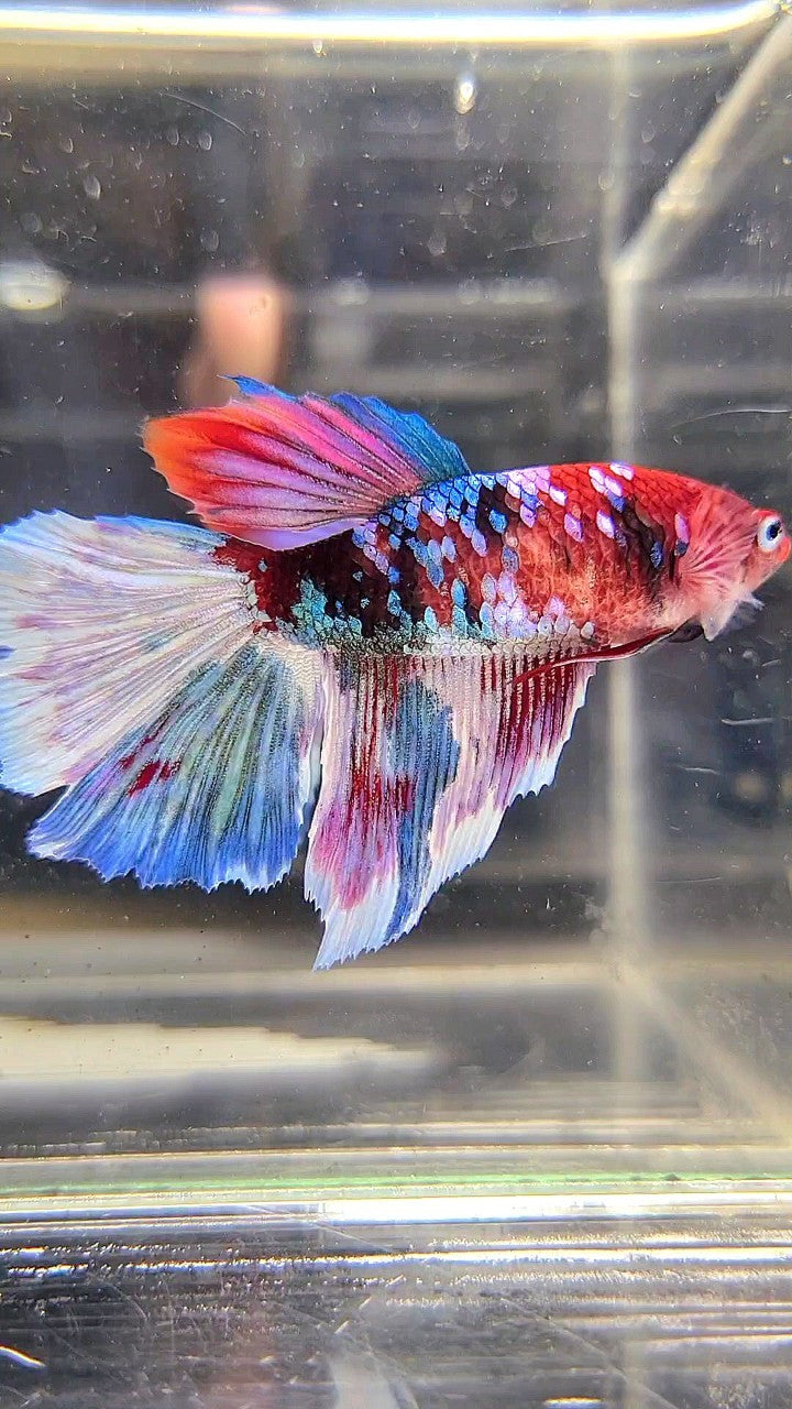 XXL FEMALE HALFMOON OVERTAIL RED GALAXY BARONGSAI MULTICOLOR BETTA FISH