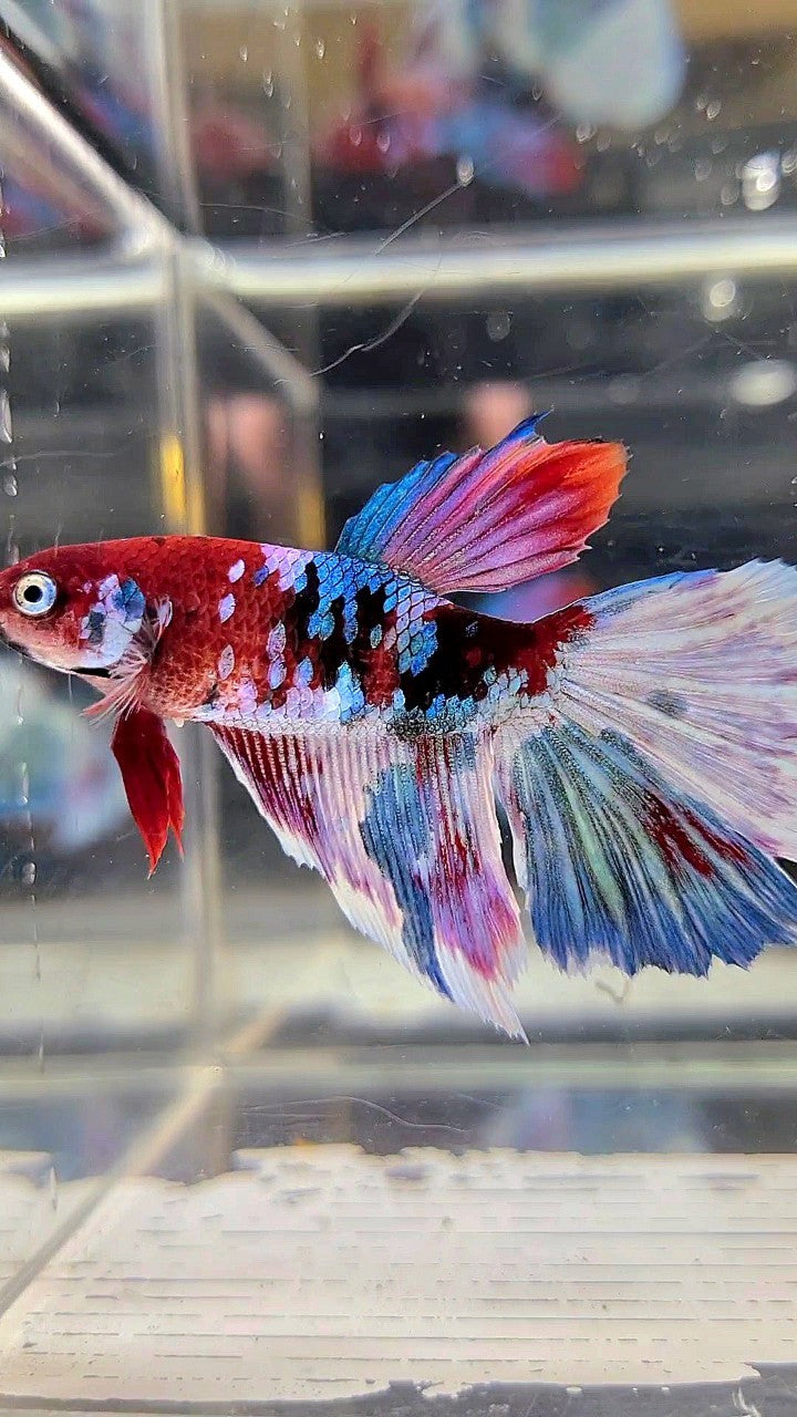 XXL FEMALE HALFMOON OVERTAIL RED GALAXY BARONGSAI MULTICOLOR BETTA FISH