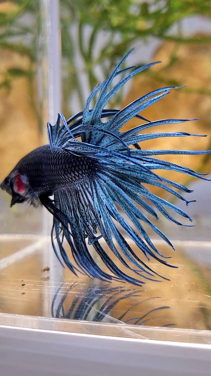 XL CROWNTAIL FULL STEEL BLUE SOLID BETTA FISH